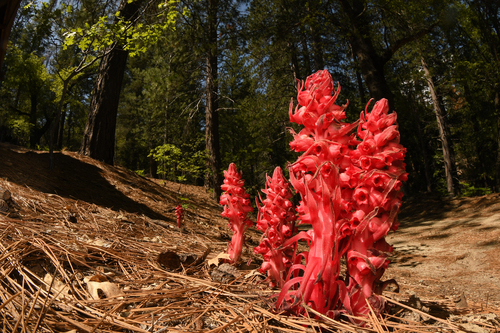 iNaturalist observation photo of Snowplant