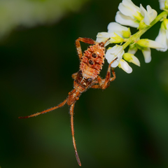 Leptoglossus clypealis