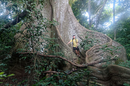Ceiba pentandra - Leaves