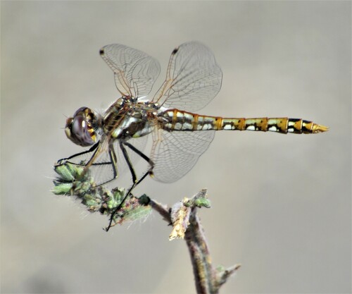 Variegated Meadowhawk photo 6