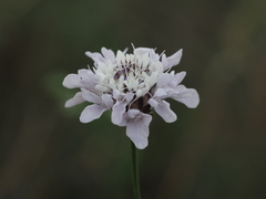 Cephalaria transsylvanica