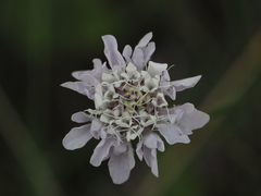 Cephalaria transsylvanica
