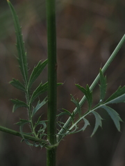 Cephalaria transsylvanica