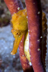 Hippocampus reidi