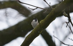 Poecile palustris
