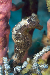 Hippocampus reidi