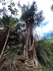 Archidasyphyllum excelsum, photograph Matias Adolfo González Tobar, CC0, iNaturalist via GBIF