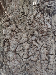 Archidasyphyllum excelsum, photograph Matias Adolfo González Tobar, CC0, iNaturalist via GBIF