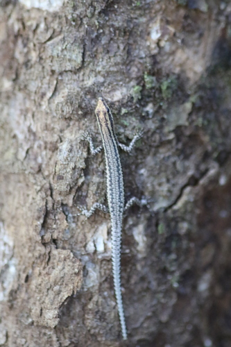 Cryptoblepharus novaeguineae observed 2023-07-19