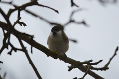 Poecile palustris