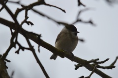 Poecile palustris