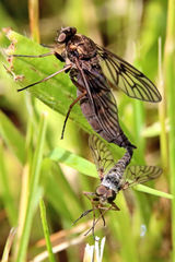 Chrysopilus andersoni