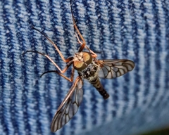 Chrysopilus andersoni