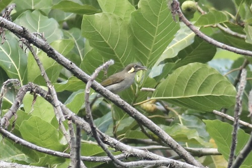 Meliphaga aruensis observed 2023-07-18