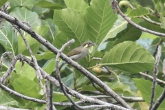 Puff-Backed Honeyeater photo 3