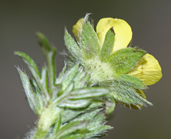 Potentilla tergemina