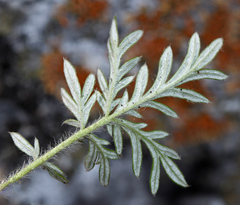 Potentilla tergemina