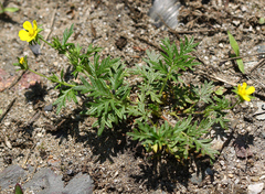 Potentilla tergemina