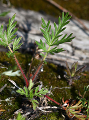 Potentilla tergemina