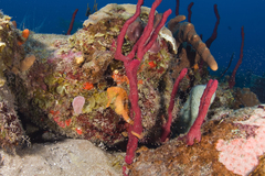 Hippocampus reidi