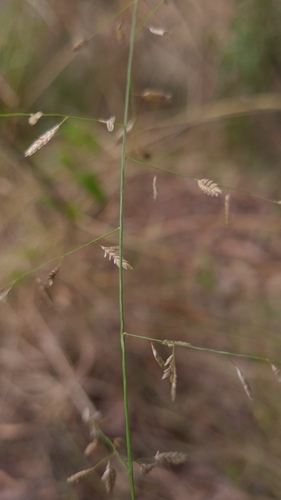 Eragrostis brownii iNat (3)