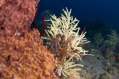 Hippocampus reidi