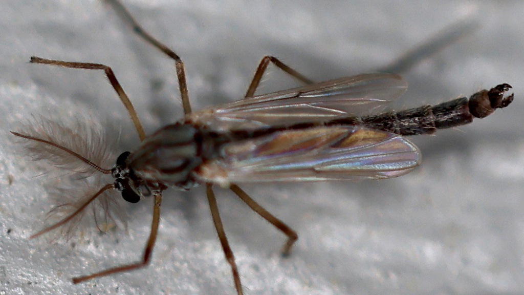 Nonbiting Midges from Shepard Settlement, Onondaga County, NY, USA on