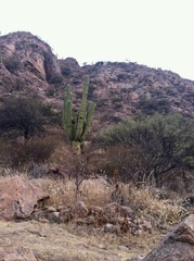 Trichocereus terscheckii