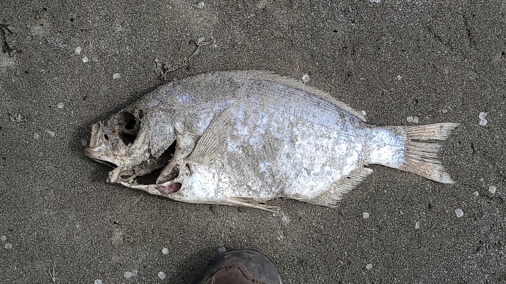 redtail surfperch