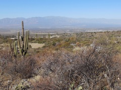 Trichocereus terscheckii