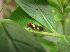 Sphenorhina limbata