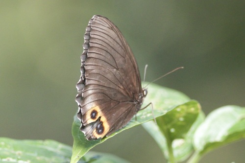 palmfly