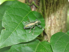 Naupactus auricinctus