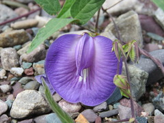 Clitoria cordobensis