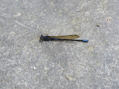 Argia jujuya