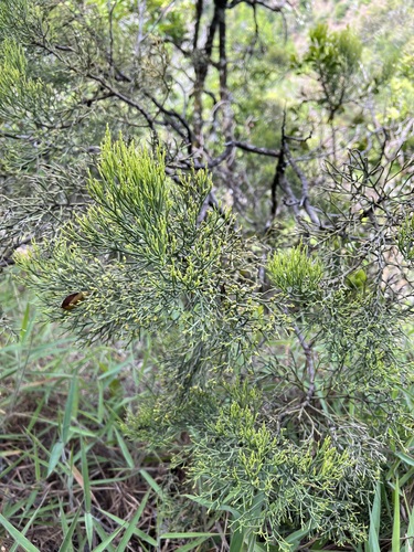 Exocarpos luteolus observed 2023-07-16