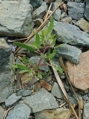Atriplex gmelinii