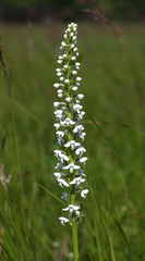 Platanthera hologlottis