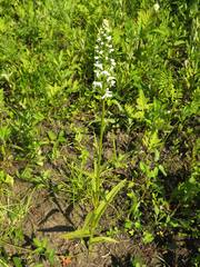 Platanthera hologlottis