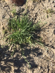 Pectocarya heterocarpa