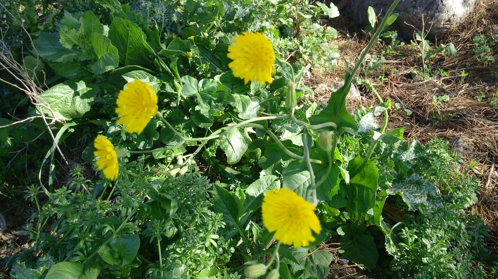 Crepis palaestina