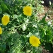 Crepis palaestina - Photo (c) עומר וינר, some rights reserved (CC BY-NC), uploaded by עומר וינר