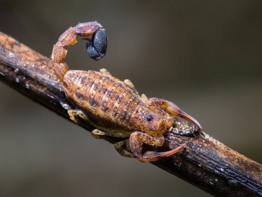 Tityus clathratus