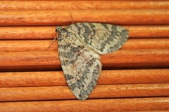 Hydriomena renunciata