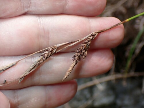 Azores sedge (Carex hochstetteriana)
