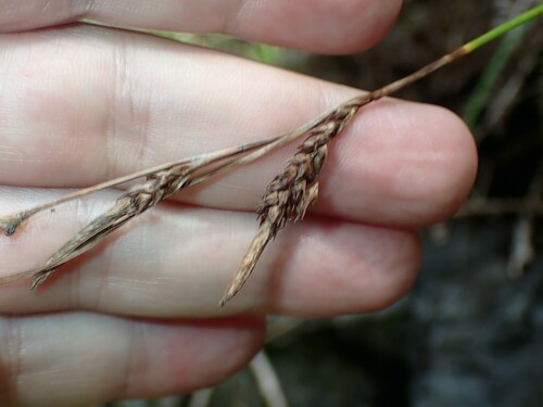 Image of Carex hochstetteriana by (c) Louis Imbeau, some rights reserved (CC BY)