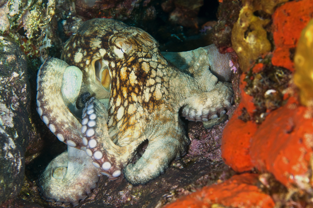 Octopuses