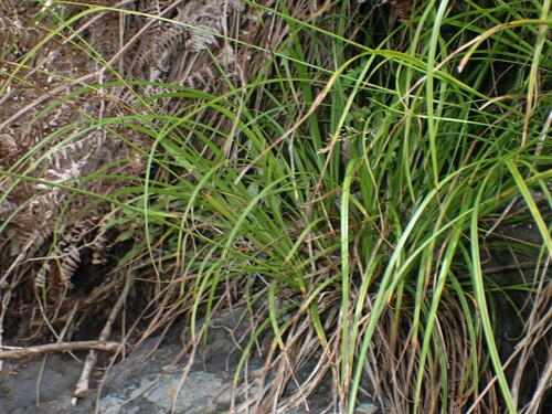 Image of Carex hochstetteriana by (c) Louis Imbeau, some rights reserved (CC BY)