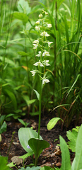 Platanthera densa