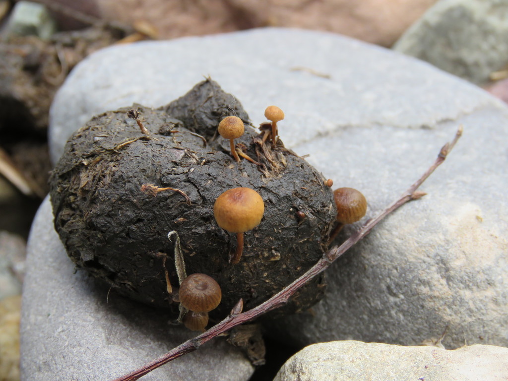 Deconica coprophila · January 2019 · photo: © nicoolejnik (iNaturalist, cc-by)